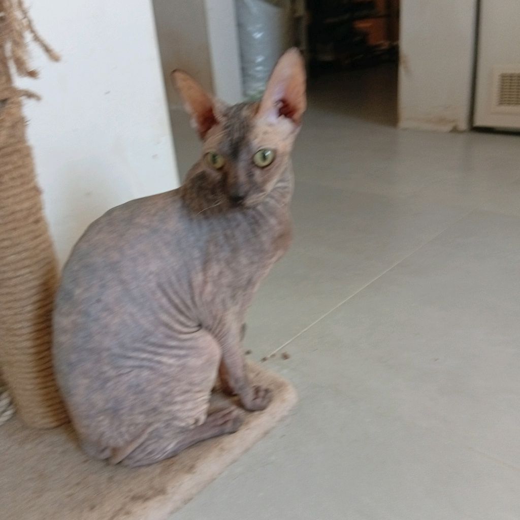 Иконка канала Саша Плей