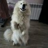 Иконка канала Бонифаций,но не Лев