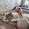 Иконка канала Хыхыхы Дима
