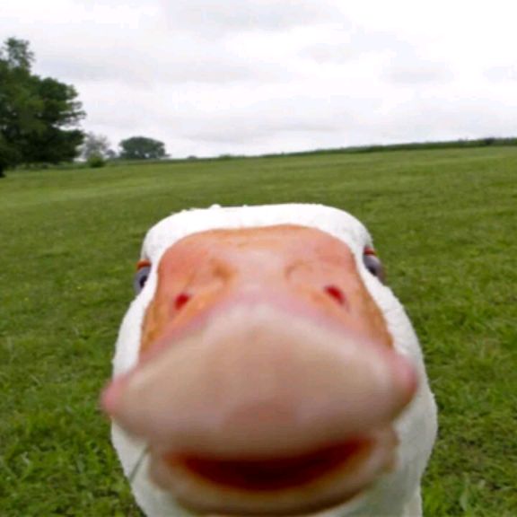 Иконка канала goose+