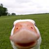 Иконка канала goose+