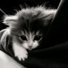Иконка канала Misis Котя