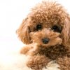 Иконка канала Dog Blog