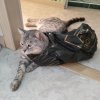 Иконка канала channel жабы