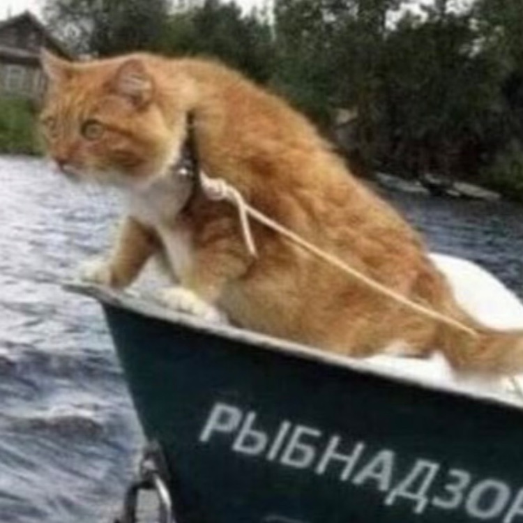 Иконка канала ANGARAFISH