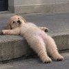 Иконка канала Ася