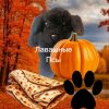 Иконка канала 🐾𝓛𝓪𝓿𝓪𝓼𝓱𝓷𝔂𝓮 𝓹𝓵𝔂𝓾𝓼𝓱𝓴𝓲🌯