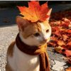 Иконка канала Осенний🍂  Котик:З🍦