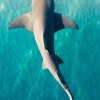 Иконка канала 🦈✴𝑆𝑒𝑎 𝑆𝒉𝑎𝑟𝑘✴🦈
