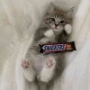 Иконка канала SNICKERS