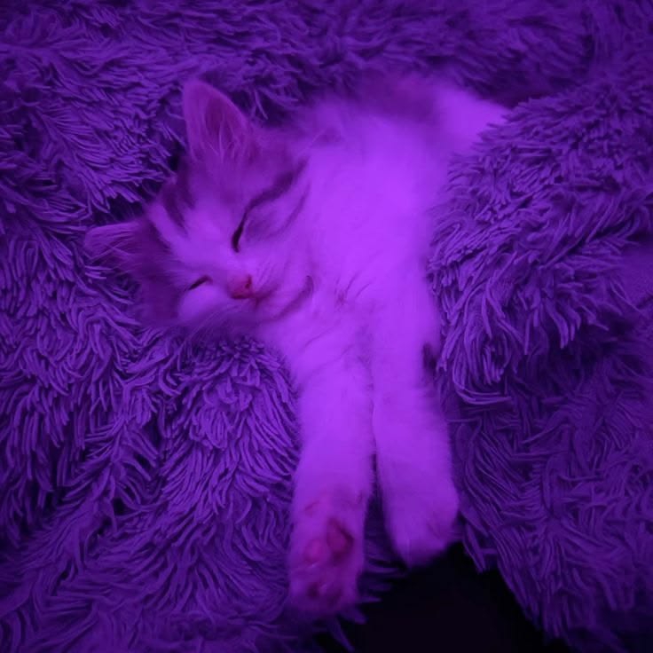 Иконка канала ♡✩🖤🫐𝕬𝖑𝖎𝖈𝖊_𝕔𝕒𝕥🐾🔮✧˚