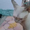 Иконка канала Макар Роблоксер