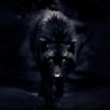 Иконка канала BlackWolf
