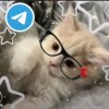 Иконка канала cat 😸