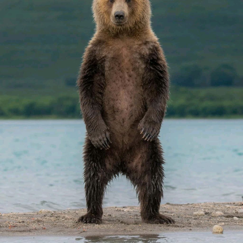 Иконка канала Bear