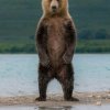 Иконка канала Bear
