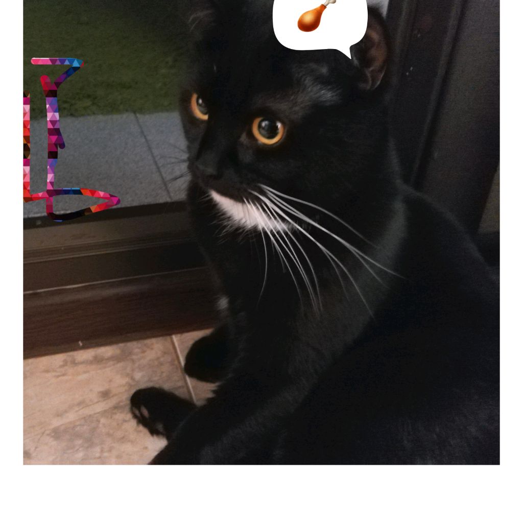 Иконка канала Котя Максик😼🍗♥️
