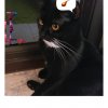 Иконка канала Котя Максик😼🍗♥️