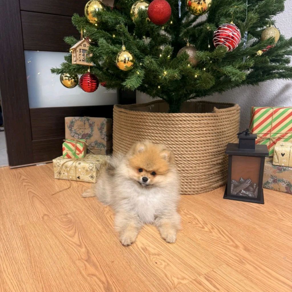 Иконка канала Шпиц Гав Оскар 🐶🐦🐱