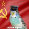 Иконка канала Popug