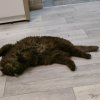 Иконка канала КОТЯРЫ