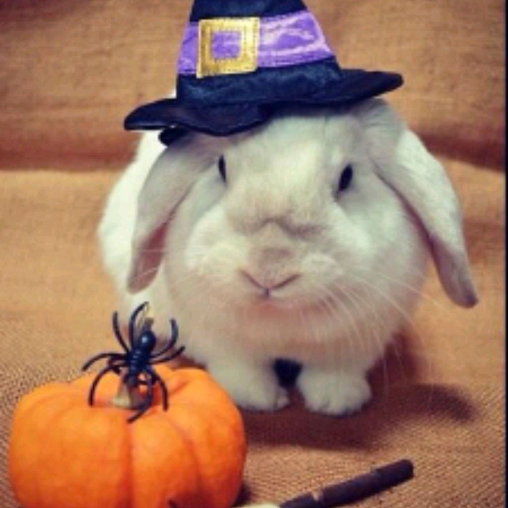 Иконка канала 🎃 Businka🎃