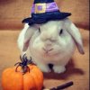 Иконка канала 🎃 Businka🎃