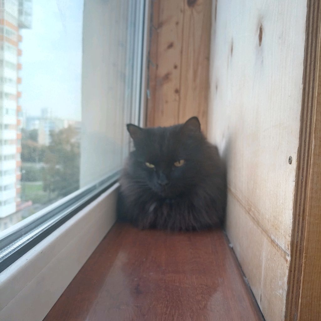 Иконка канала Лапки в деле 😼
