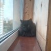 Иконка канала Лапки в деле 😼