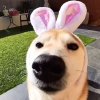 Иконка канала 🌠🐕Family dogs🐕🌠