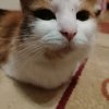 Иконка канала KOTPOT