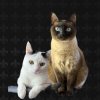 Иконка канала КОТОLife
