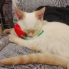 Иконка канала ★♥~КОТИК ЗЕФИР~♥★