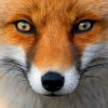 Иконка канала Fox