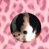 Иконка канала Четыре Лапы🐾