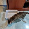 Иконка канала Английский Мир