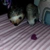 Иконка канала Динь динь💖🌷🥺