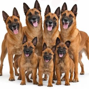 Иконка канала Malinois