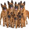 Иконка канала Malinois