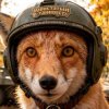 Иконка канала Хвостатый танкист