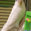 Иконка канала ★Mᥙюша★🦜