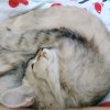 Иконка канала Tasya_115 gi_Sasha346152