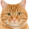 Иконка канала Manu Spa Cat