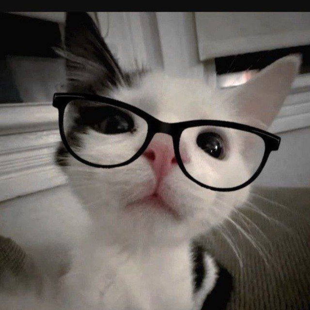 Иконка канала Maya cat