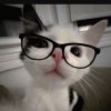 Иконка канала Maya cat