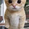 Иконка канала Котята Поясняют