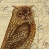 Иконка канала History_Owl