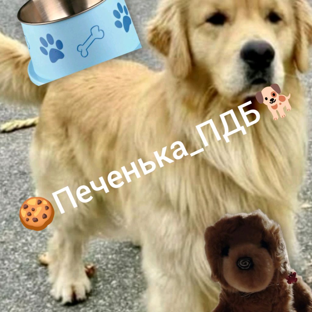 Иконка канала 🍪Печенька_ПДБ🐕