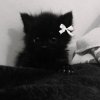Иконка канала Жемчужка Шоу/Вишка Шоу