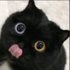 Иконка канала 😻КОТИК СТЁПА😻
